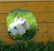 torwand.jpg (33363 Byte)